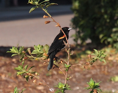 [The bird faces right while perched midway up a willowy shrub branch. The bird is entirely black except for its silver-white beak and the small patches of red and orange on its wing.]